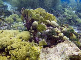 Reef with Fire Coral IMG 7016